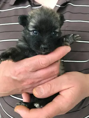 Eladók,foglalhatóak,tündéri Spicc, Spitz kiskutyák, 1 lány,2 fiú. - kép 7