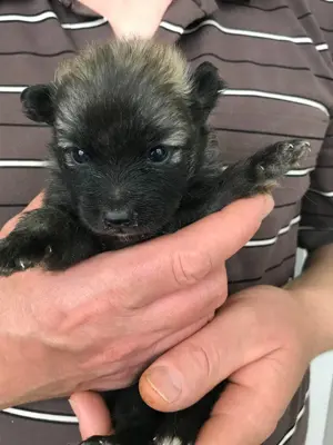 Eladók,foglalhatóak,tündéri Spicc, Spitz kiskutyák, 1 lány,2 fiú. - kép 6