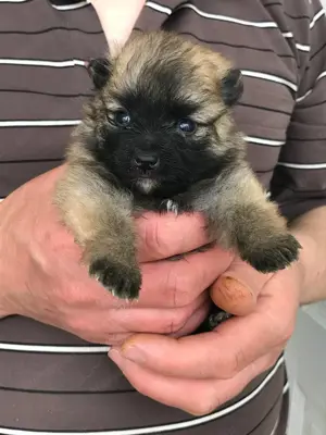 Eladók,foglalhatóak,tündéri Spicc, Spitz kiskutyák, 1 lány,2 fiú. - kép 12
