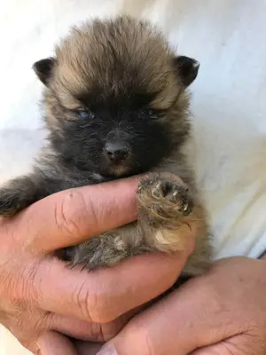 Eladók,foglalhatóak,tündéri Spicc, Spitz kiskutyák, 1 lány,2 fiú. - kép 13