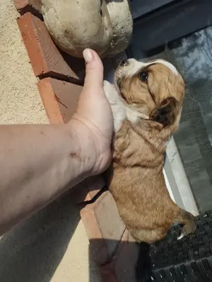Bichon jellegű kiskuty k - kép 3