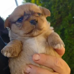Bichon jellegű kiskuty k