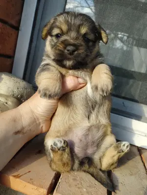 Bichon jellegű kiskuty k - kép 5