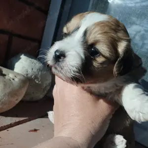 Bichon jellegű kiskuty k - kép 3