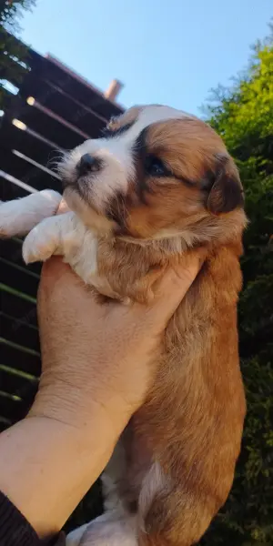 Bichon jellegű kiskuty k - kép 6