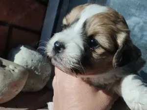 Bichon jellegű kiskuty k - kép 2