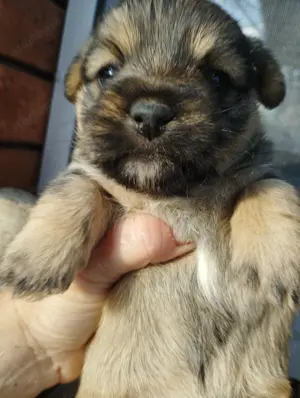 Bichon jellegű kiskuty k - kép 4