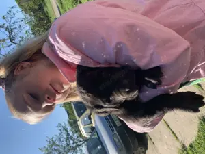 Cane corso kiskutyák 