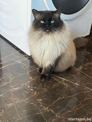 Ragdoll kandúr eladó - kép 2