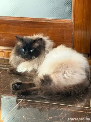 Ragdoll kandúr eladó