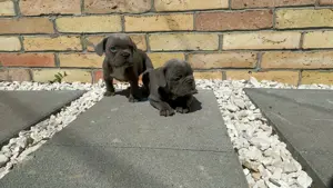 Francia bulldog kiskutyák - kép 3
