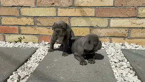 Francia bulldog kiskutyák - kép 2
