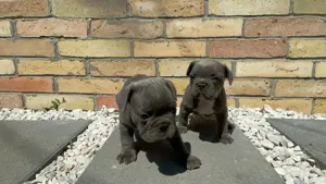 Francia bulldog kiskutyák