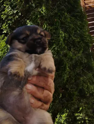 Bichon jellegű kiskuty k foglalhatók. - kép 2