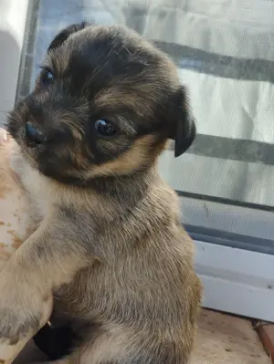 Bichon jellegű kiskuty k foglalhatók. - kép 3