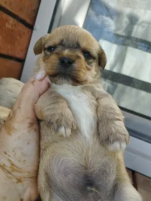 Bichon jellegű kiskuty k foglalhatók.