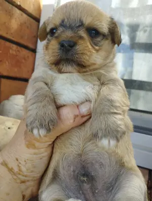 Bichon jellegű kiskuty k foglalhatók. - kép 6