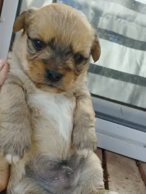 Bichon jellegű kiskuty k foglalhatók. - kép 5