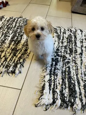 Kisfiú maltipoo kiskutyák gazdisodnának