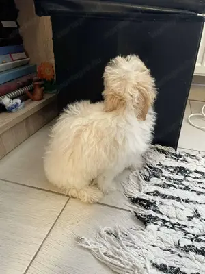 Kisfiú maltipoo kiskutyák gazdisodnának - kép 2
