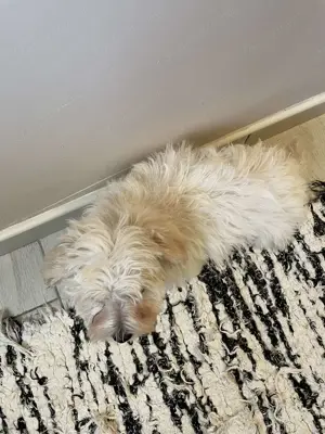 Kisfiú maltipoo kiskutyák gazdisodnának - kép 5