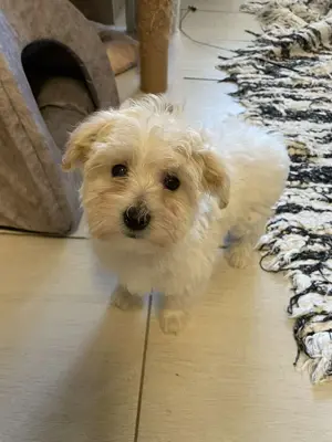 Kisfiú maltipoo kiskutyák gazdisodnának - kép 4