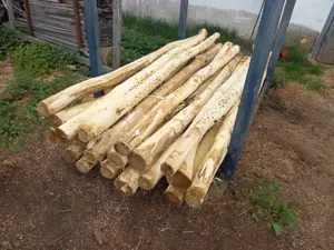 Akác karámfa eladó