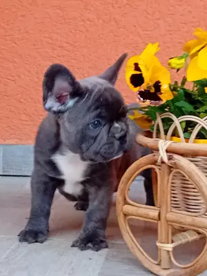 Francia bulldog kiskutya eladó - kép 3