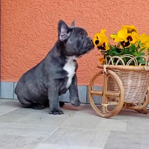Francia bulldog kiskutya eladó - kép 4