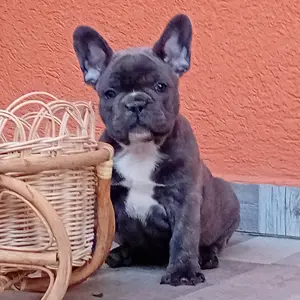 Francia bulldog kiskutya eladó