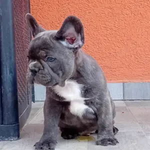 Francia bulldog kiskutya eladó - kép 5