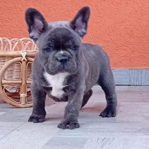 Francia bulldog kiskutya eladó - kép 2