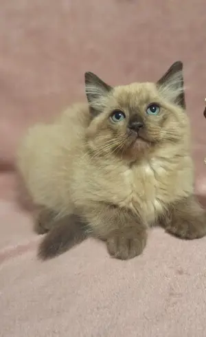 12 hetes ragdoll fajtatiszta nőstény.