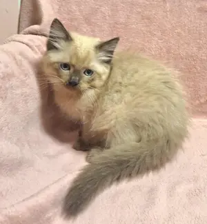 12 hetes ragdoll fajtatiszta nőstény. - kép 2