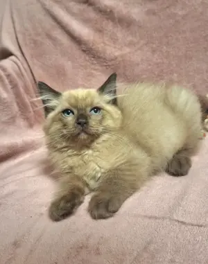 12 hetes ragdoll fajtatiszta nőstény. - kép 3