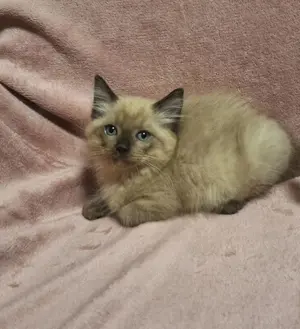 12 hetes ragdoll fajtatiszta nőstény. - kép 4