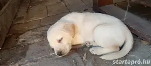 labrador kiskutyák