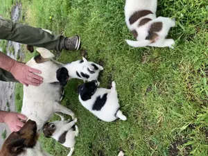 Foxi kiskutyus keresi gazdáját