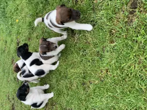 Foxi kiskutyus keresi gazdáját - kép 2