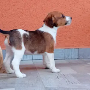 Foxi kiskutyák eladók