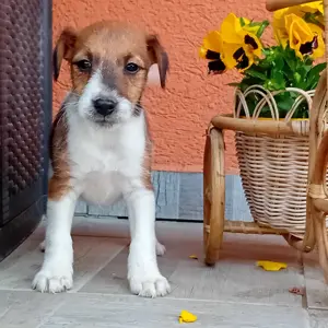 Foxi kiskutyák eladók - kép 2