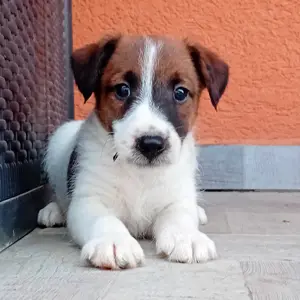 Foxi kiskutyák eladók - kép 4