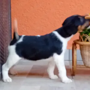 Foxi kiskutyák eladók - kép 3