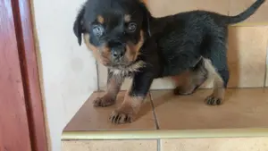 Rottweiler kan kiskutya - kép 3
