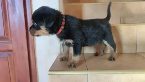 Rottweiler kan kiskutya - kép 2