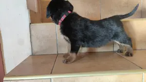 Rottweiler kan kiskutya - kép 6