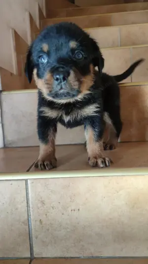 Rottweiler kan kiskutya