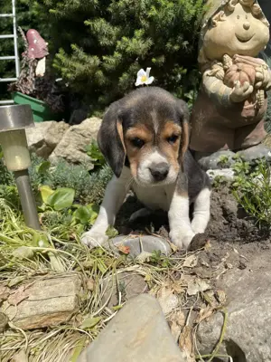 Beagle kiskutyák keresik szerető gazdijaikat - kép 2