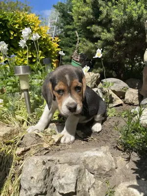 Beagle kiskutyák keresik szerető gazdijaikat - kép 3