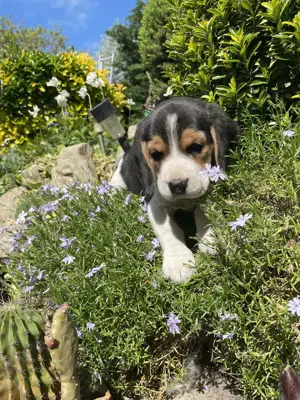 Beagle kiskutyák keresik szerető gazdijaikat